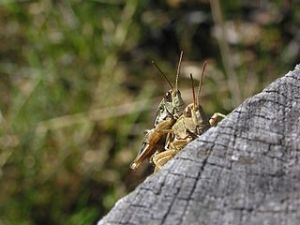 320px-Mating_Grasshoppers